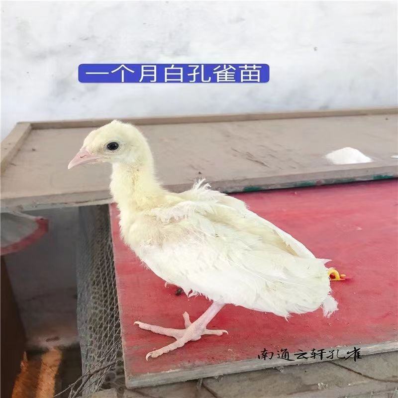 养殖白孔雀