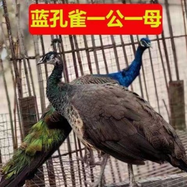 养殖蓝孔雀