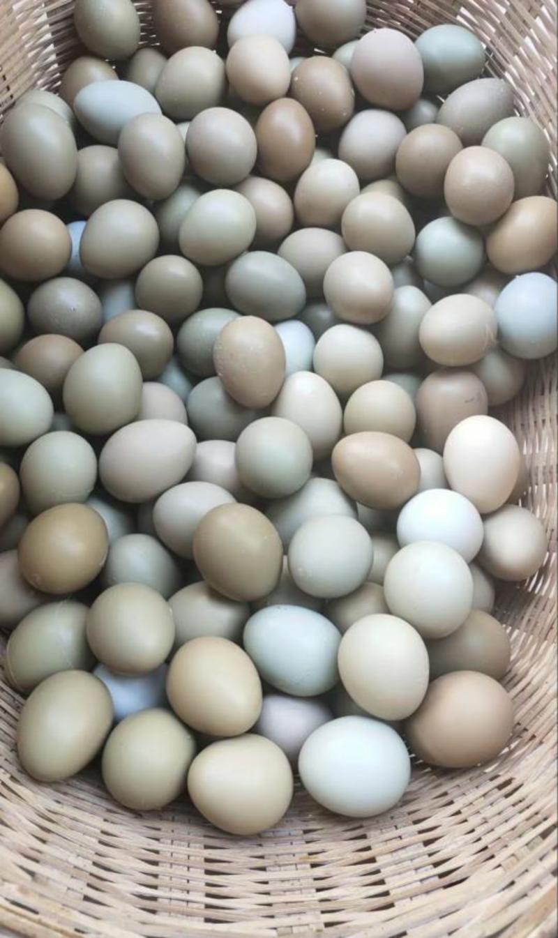 野鸡蛋大量有货