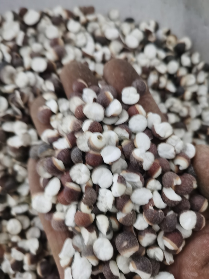 芡实各种规格芡实泽润批发零售各种中药材