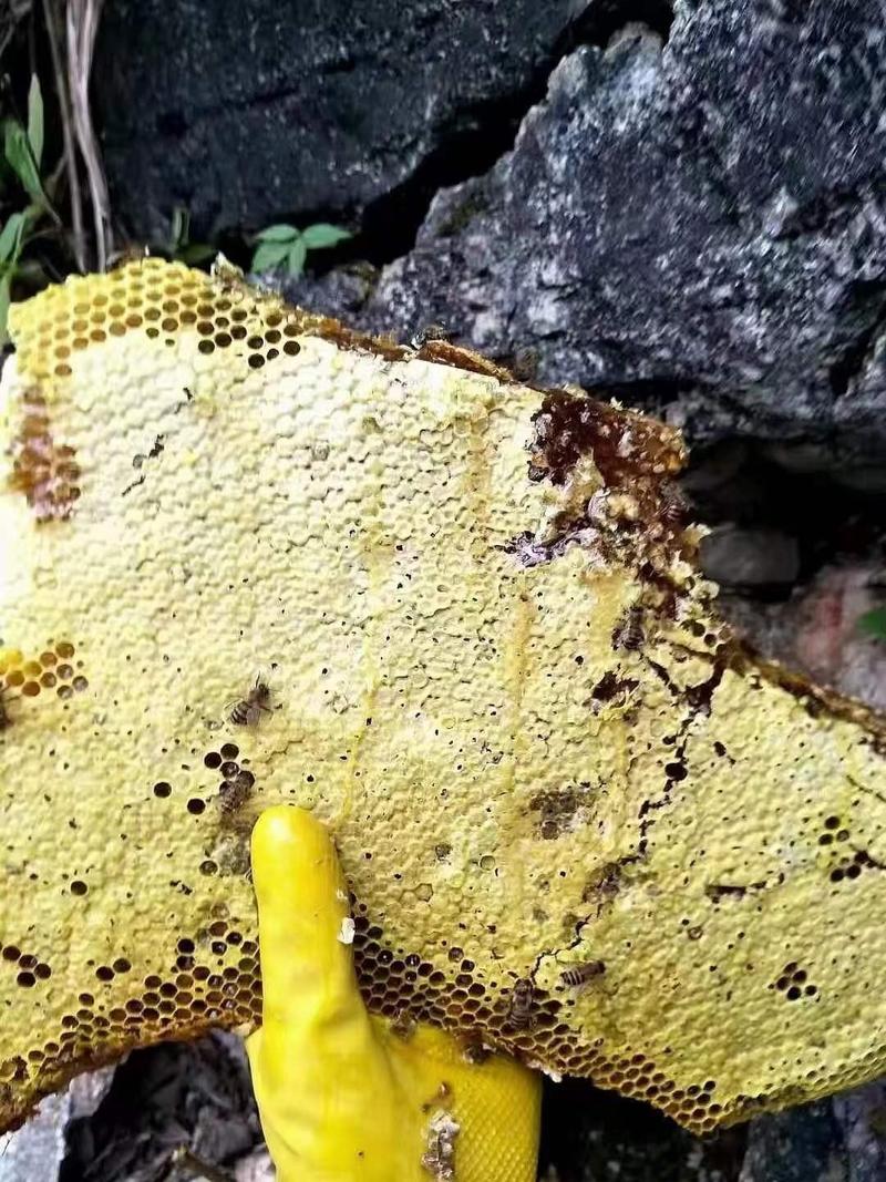 江西赣州农家土蜂蜜大量有货，支持零售批发，自家养殖