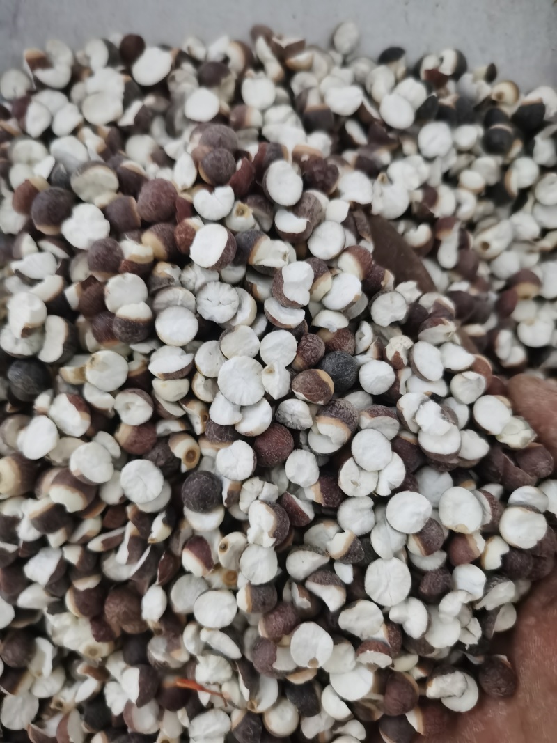 芡实各种规格芡实泽润批发零售各种中药材