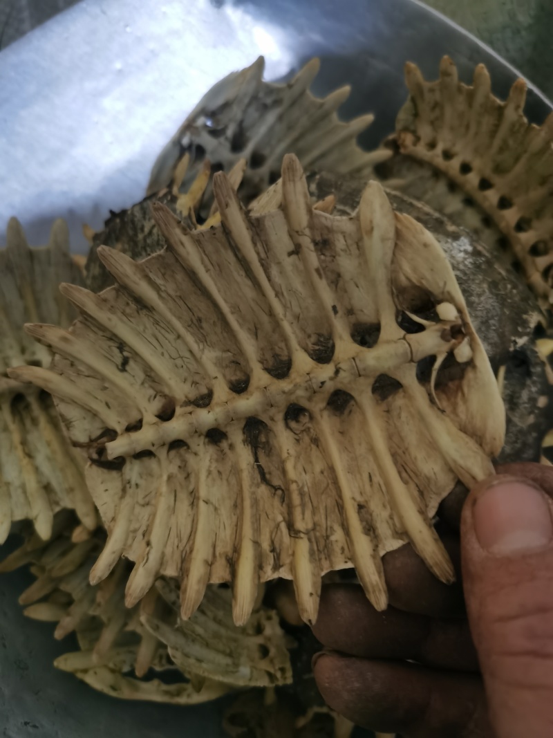 鳖甲干净无杂质泽润中药批发零售各种中药材