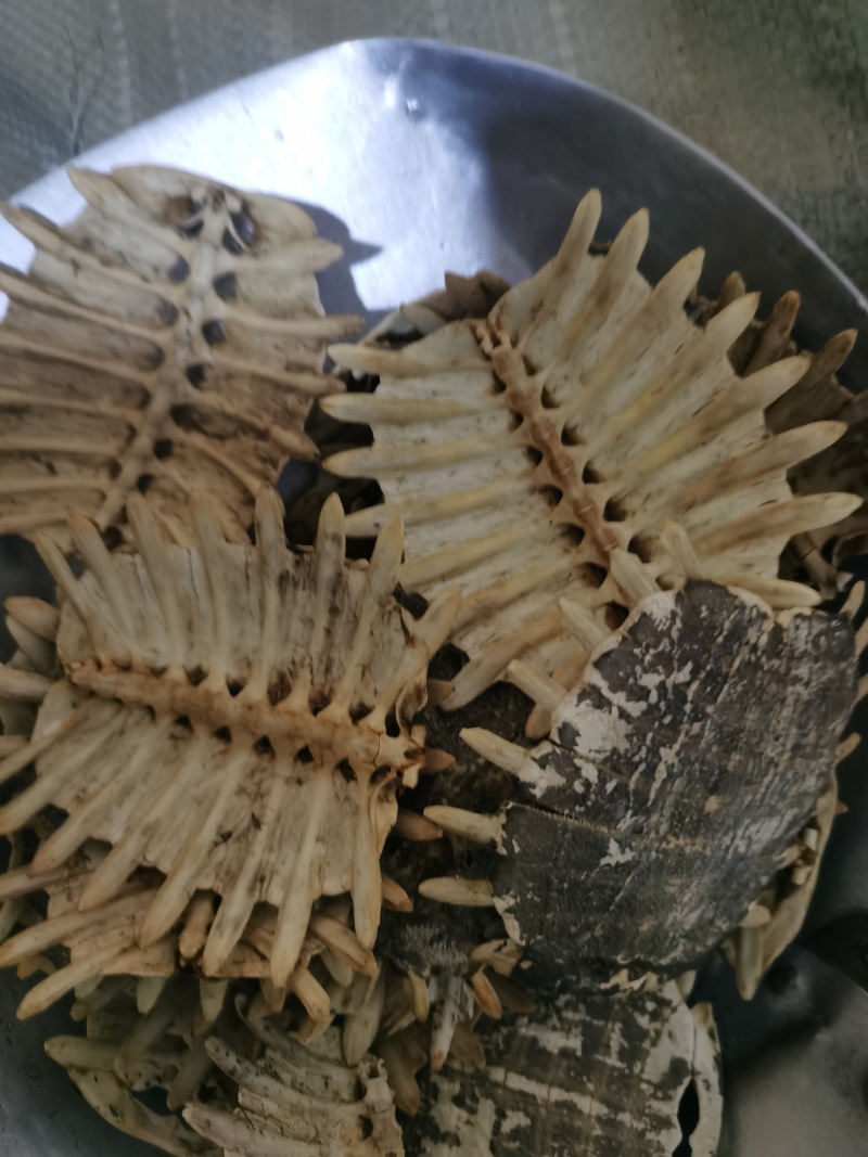 鳖甲干净无杂质泽润中药批发零售各种中药材