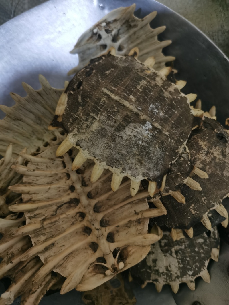 鳖甲干净无杂质泽润中药批发零售各种中药材