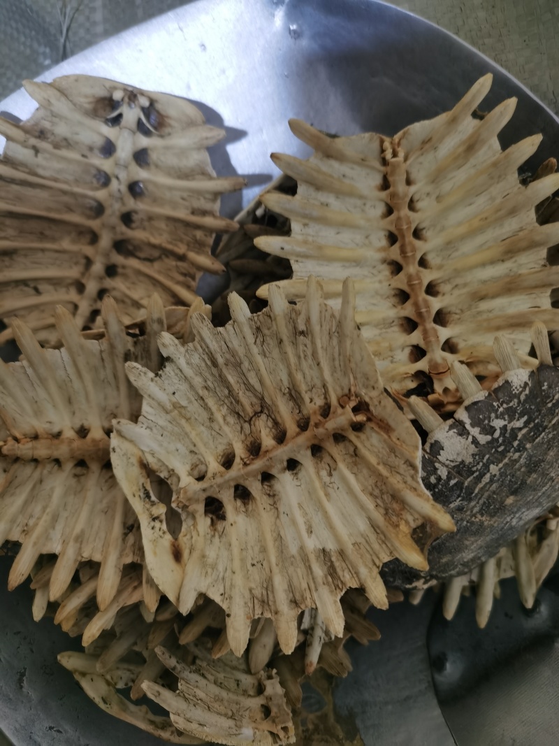 鳖甲干净无杂质泽润中药批发零售各种中药材
