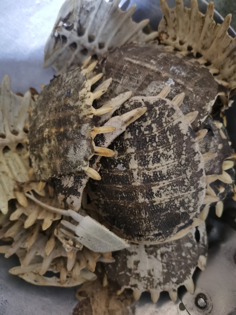 鳖甲干净无杂质泽润中药批发零售各种中药材