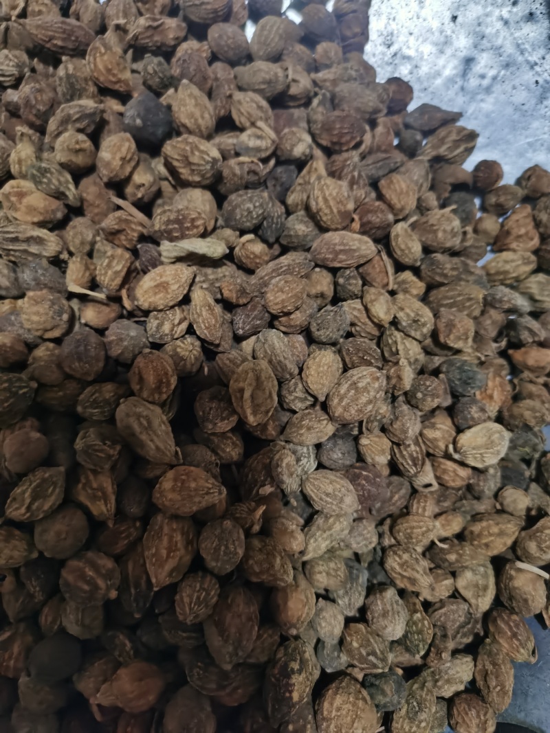 益智仁泽润中药批发零售各种中药材