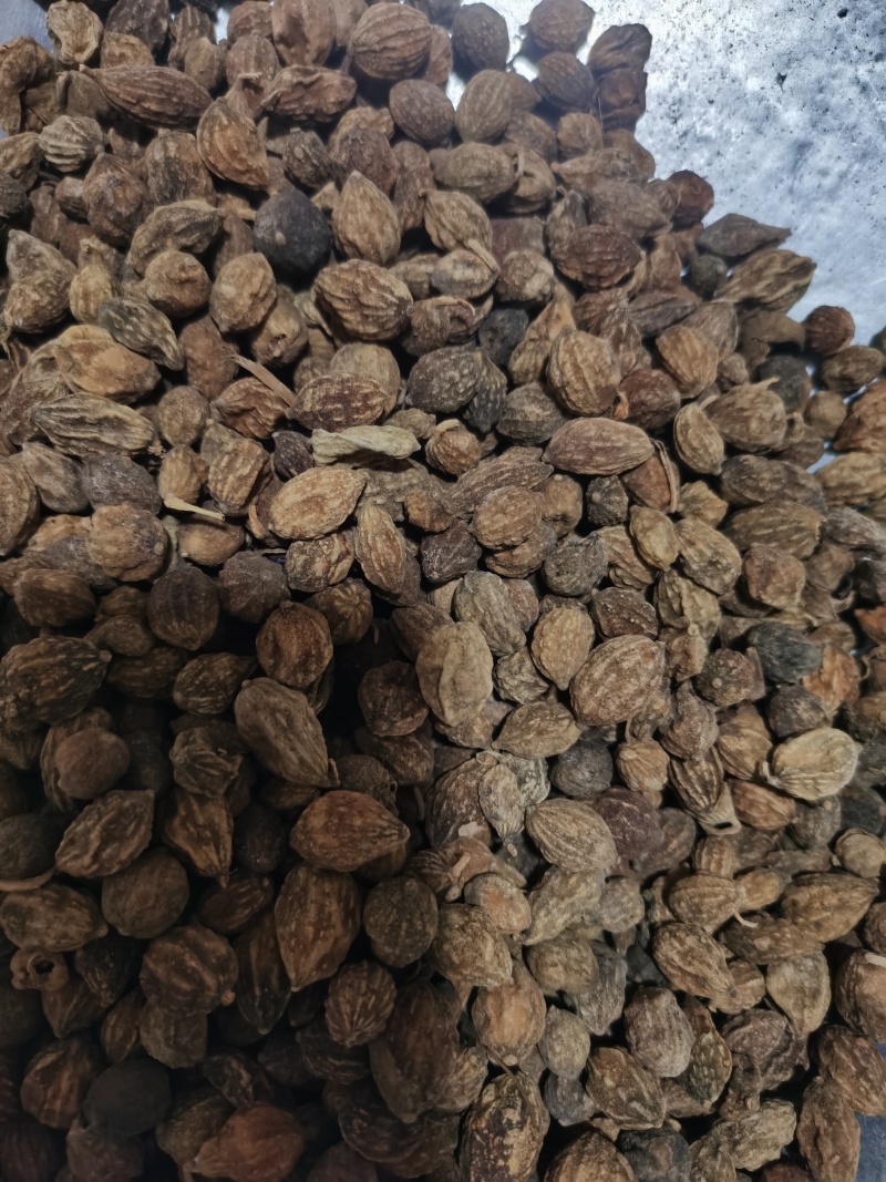 益智仁泽润中药批发零售各种中药材
