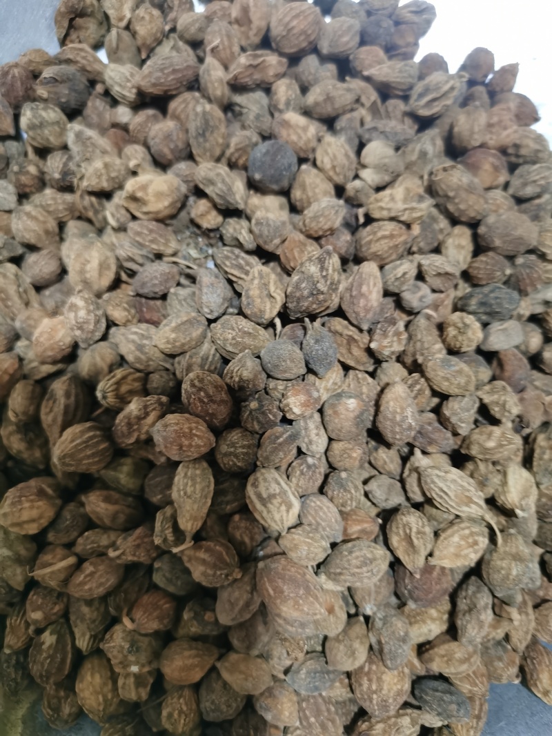 益智仁泽润中药批发零售各种中药材