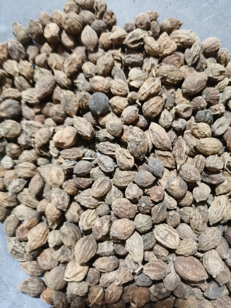 益智仁泽润中药批发零售各种中药材