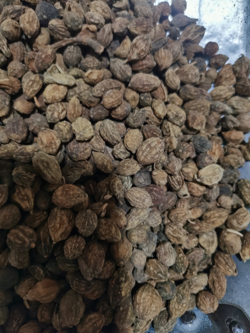 益智仁泽润中药批发零售各种中药材