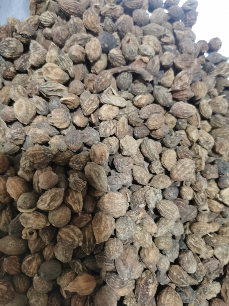 益智仁泽润中药批发零售各种中药材