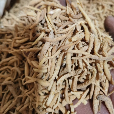 太子参无硫选装太子参泽润中药批发零售各种中药材