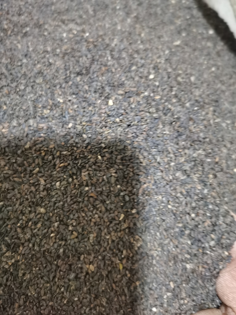车前子正品江西车前子泽润中药批发零售各种中药材