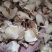 白芨白芨片正品无硫白芨片泽润中药批发零售