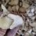 白芨白芨片正品无硫白芨片泽润中药批发零售