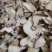 白芨白芨片正品无硫白芨片泽润中药批发零售