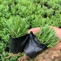 薰衣草
