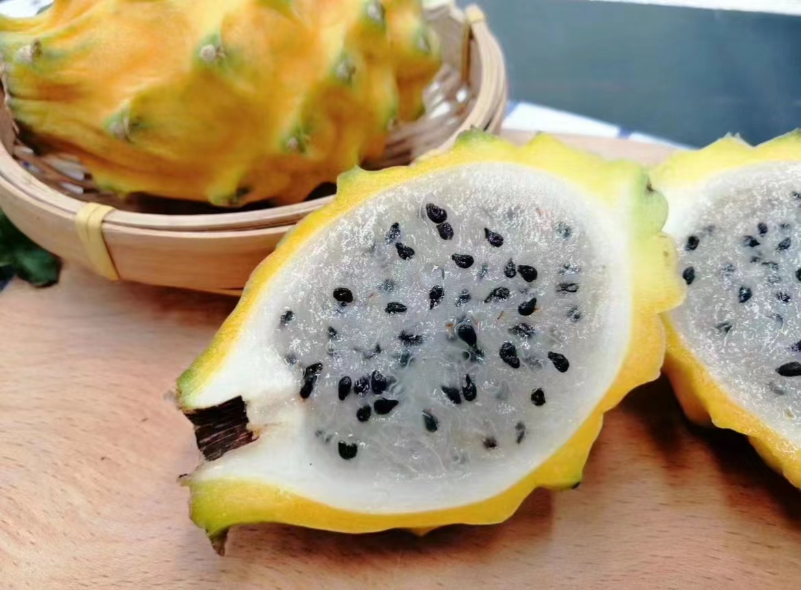 左侧为一个完整的黄色火龙果(麒麟果),金黄色果皮鲜明亮丽;右侧为两个切开的普通火龙果,分别为白心和红心品种;三者并列摆放于白色瓷盘中,背景简洁,突出颜色对比与果肉结构差异 麒麟果与普通火龙果对比图