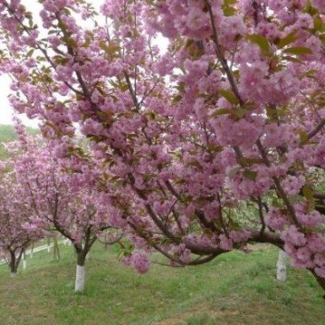 樱花树