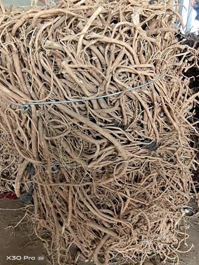 内蒙古固阳县正宗正北黄芪大量供应，保质保量对接全国产地直