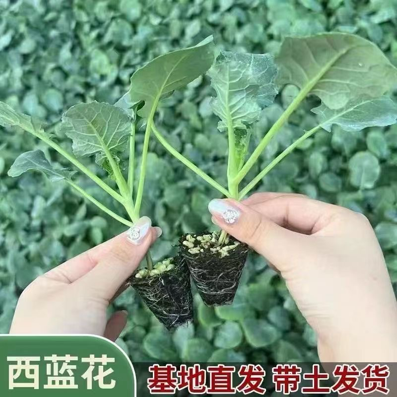 云南西兰花苗育苗基地现苗/量大从优/产地直发/