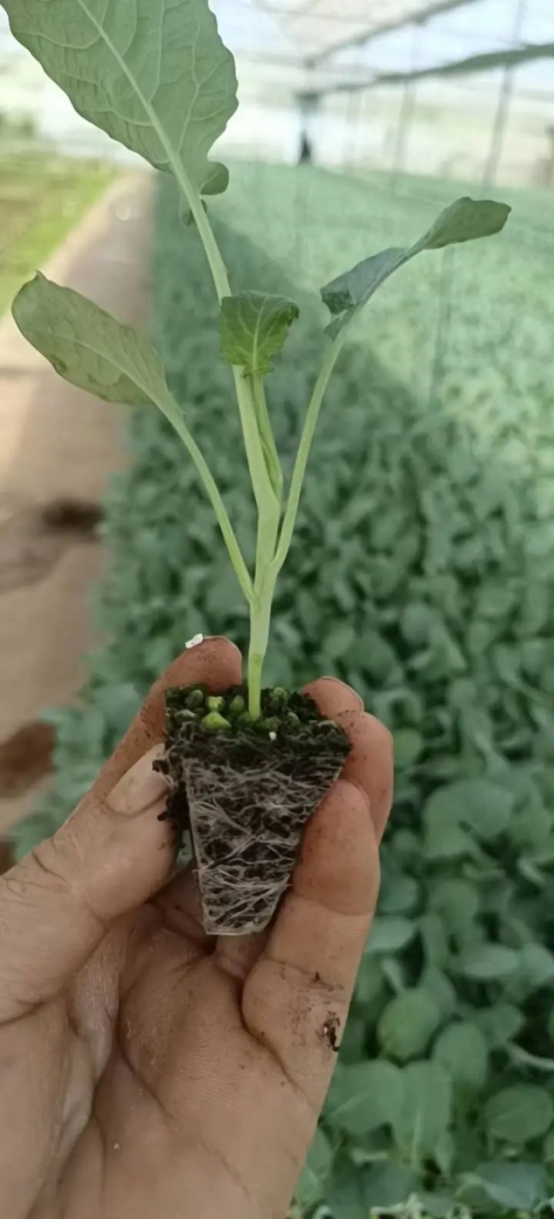 云南西兰花苗育苗基地现苗/量大从优/产地直发/
