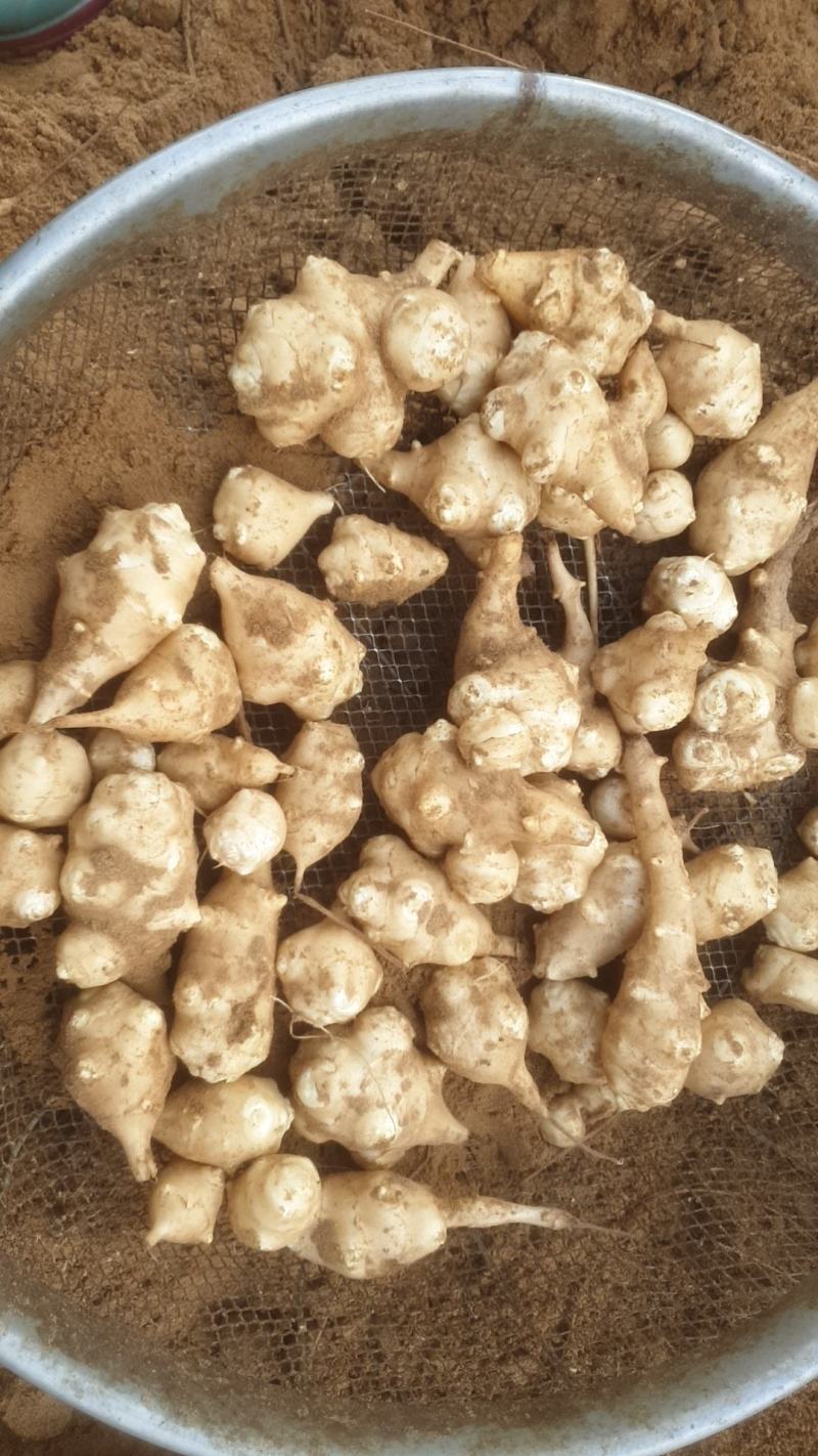 洋姜八十吨左右，现货