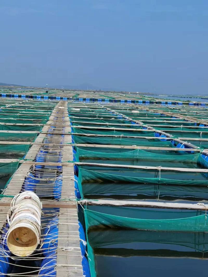 海参养殖网，色母及抗老化剂独有配方，日产5000+