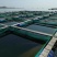 海参养殖网，色母及抗老化剂独有配方，日产5000+