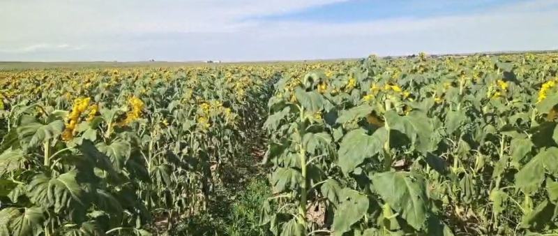 美人心生葵花籽大量供应，内蒙古基地直发，量大从优欢迎咨询