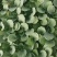 【精选】松花菜苗/云南基地直供/免费提供技术指导