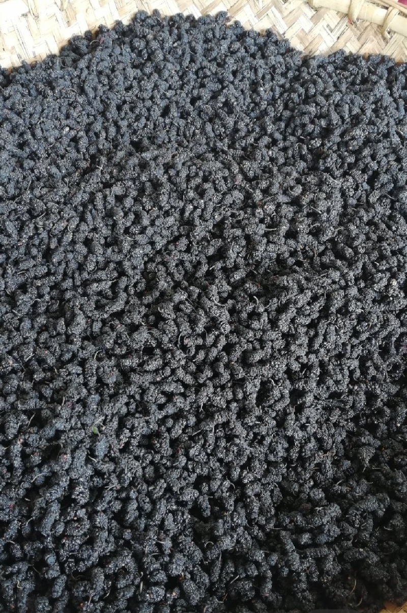 〔新货上市〕黑桑葚干特大颗粒干净无沙产地直发量大从优