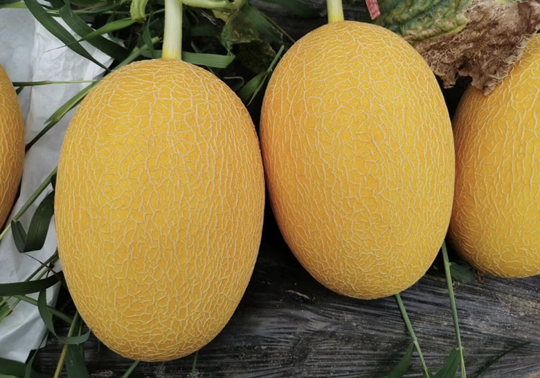 金蜜一号哈密瓜特写