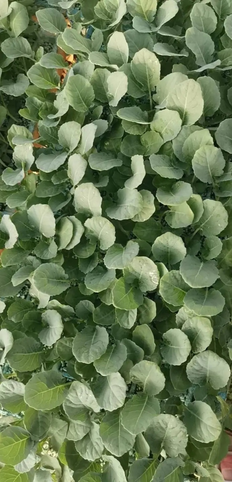 云南西兰花苗育苗基地现苗/量大从优/产地直发/