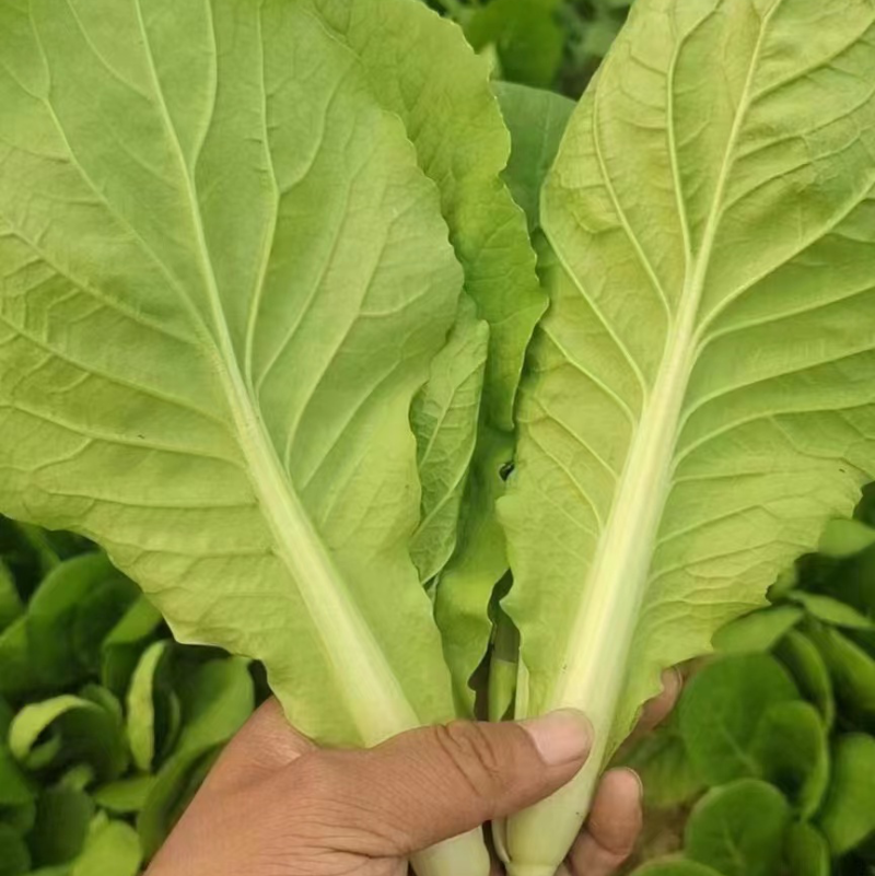小白菜/山东小白菜/一手货源/产地直发/量大价优/欢迎致电