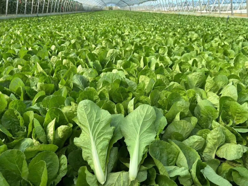 小白菜/山东小白菜/一手货源/产地直发/量大价优/欢迎致电