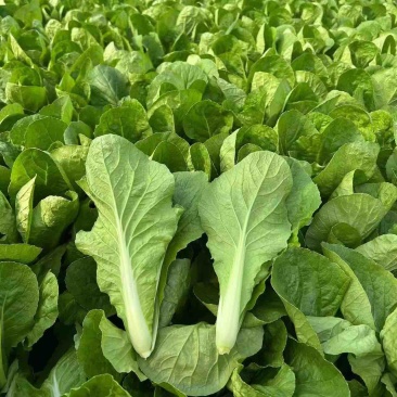 优选山东奶白菜一手货源品质保障诚信经营