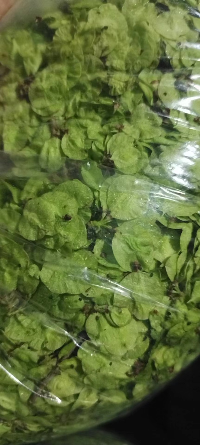 榆钱当天彩摘过筛精品产地直发保证冰凉