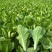 优选快菜产地直发货源充足量大从优欢迎联系
