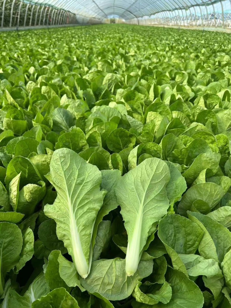 优选快菜产地直发货源充足量大从优欢迎联系