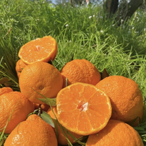 【推荐】不知火丑橘果园现发质量保证价格对接全国市场
