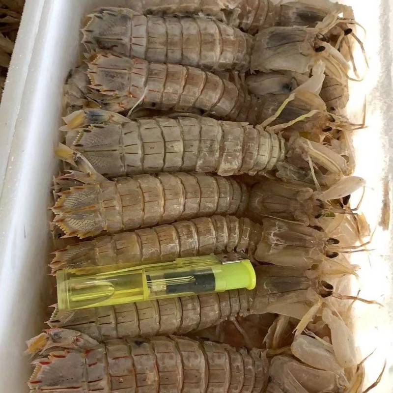 大皮皮虾货源充足支持一件代发全国欢迎联系