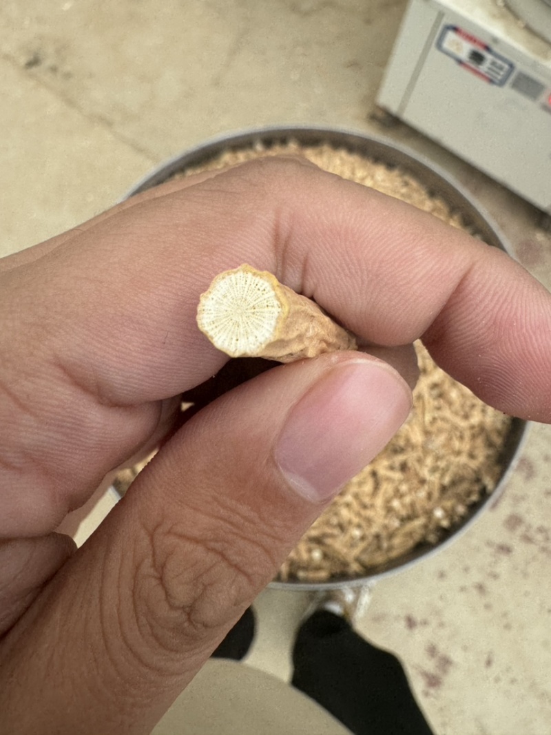【优质】大叶牛大力新鲜牛大力干货牛大力根段根片