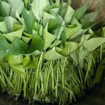 原种脱毒秦薯五号大量上市量大从优支持视频看货
