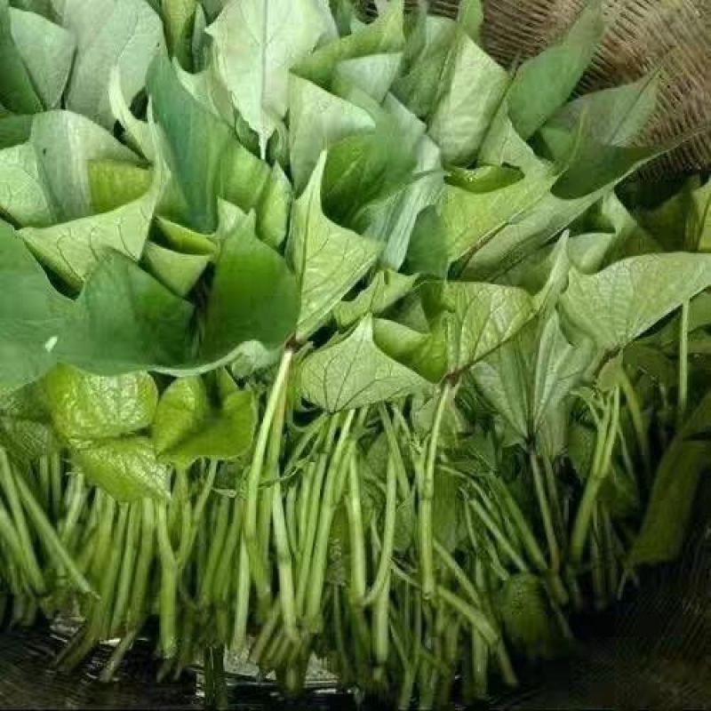 原种脱毒秦薯五号大量上市量大从优支持视频看货