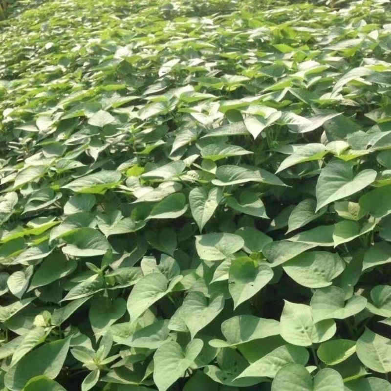 原种脱毒秦薯五号大量上市量大从优支持视频看货