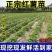 原种脱毒秦薯五号大量上市量大从优支持视频看货