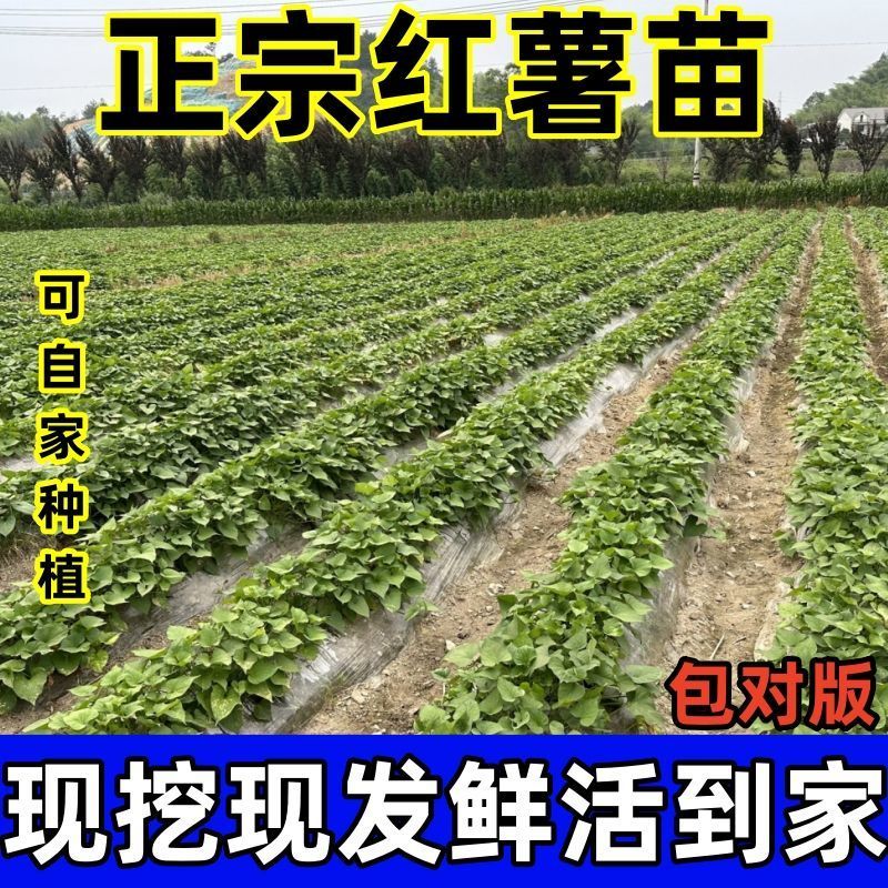 原种脱毒秦薯五号大量上市量大从优支持视频看货